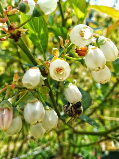 ape-fiore-mirtillo-montagne-alpina-azienda-agricola-trentina-naturale-100%-km0