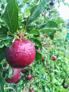 campo-acqua-mela-raccolta-montagne-alpina-azienda-agricola-trentina-naturale-100%-km0