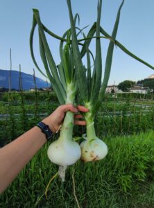 cipolla-bianca-orto-verdura-alpina-azienda-agricola-trentina-naturale-100%-km0