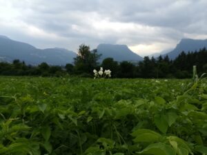 fiore-bianco-patata-campo-montagne-alpina-azienda-agricola-trentina-naturale-100%-km0