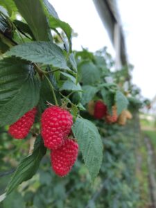 lampone-friutta-piccoli-frutti-montagne-alpina-azienda-agricola-trentina-naturale-100%-km0