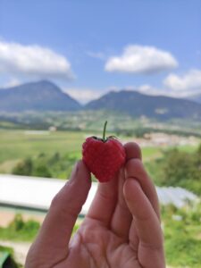 lampone-visuale-panorama-montagne-alpina-azienda-agricola-trentina-naturale-100%-km0