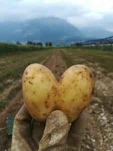 patate-patata-campo-montagne-alpina-azienda-agricola-trentina-naturale-100%-km0