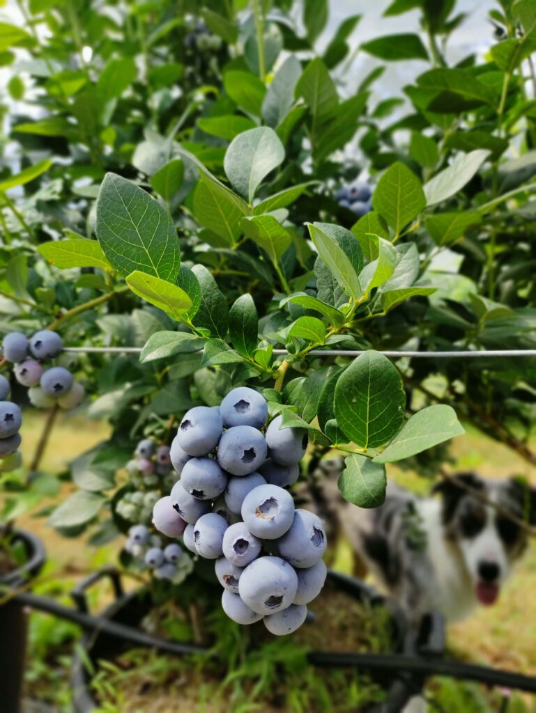 piccoli-frutti-mirtillo-cane-australian-pastore-campagna-montagne-alpina-azienda-agricola-trentina-naturale-100%-km0-min