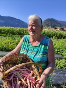 raccolta-fagioli-nonna-cecilia-orto-verdura-alpina-azienda-agricola-trentina-naturale-100%-km0 - collegamento