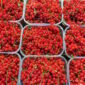 ribes-rosso-frutta-piccoli-frutti-alpina-azienda-agricola-trentina-naturale-100%-km0